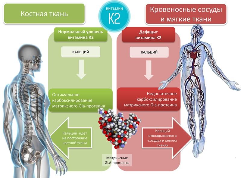 Почему нужно принимать витамин д3 совместно с витамином к2?